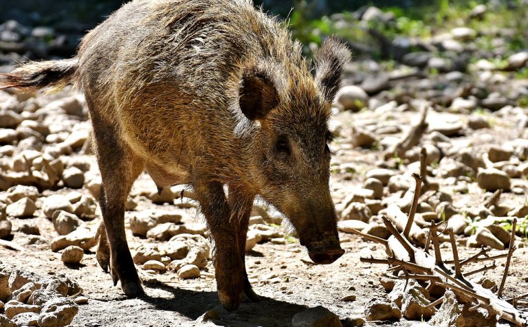 Do dzików będzie można strzelać przez cały rok. Nowe plany ministerstwa