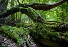 Puszcza Białowieska