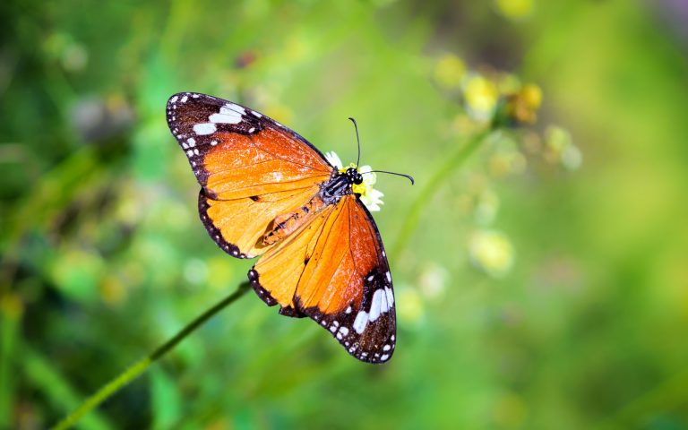 W Krakowie powstał ogród motyli