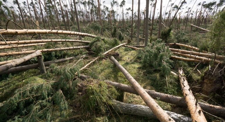 20 mln zł na odbudowę zieleni. Narodowy Fundusz walczy ze skutkami nawałnic