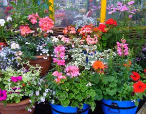 Kwiaty do jedzenia i sadzenia na Gdańskim Targu Roślinnym