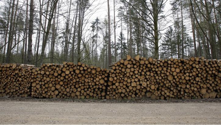 W tym roku w Puszczy Białowieskiej wycięto już prawie 100 tys. drzew
