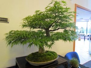 Drzewka i sztuka bonsai podczas targów 