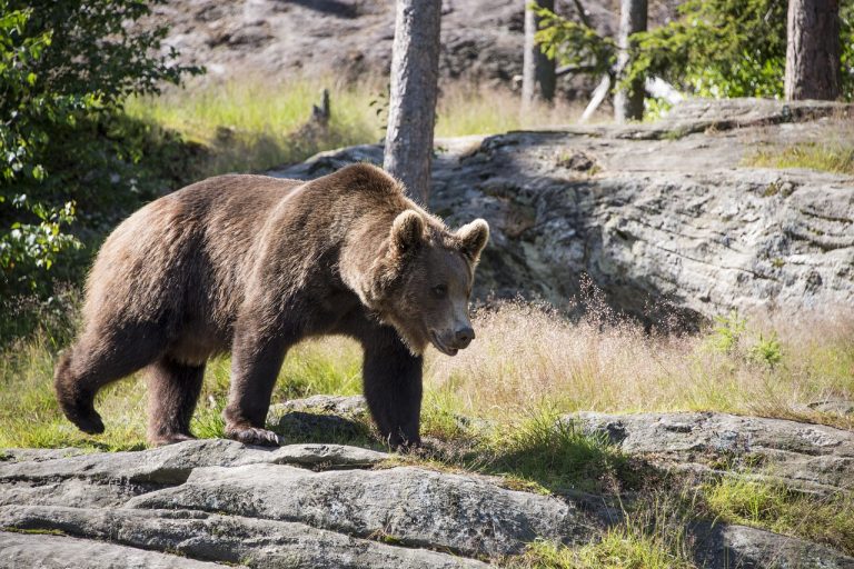 Niedźwiedzie znikają z Europy. Powodem ocieplenie klimatu