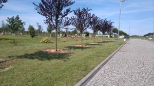 Szczeciński Cmentarz Zachodni wzbogaci się o tysiące nowych roślin