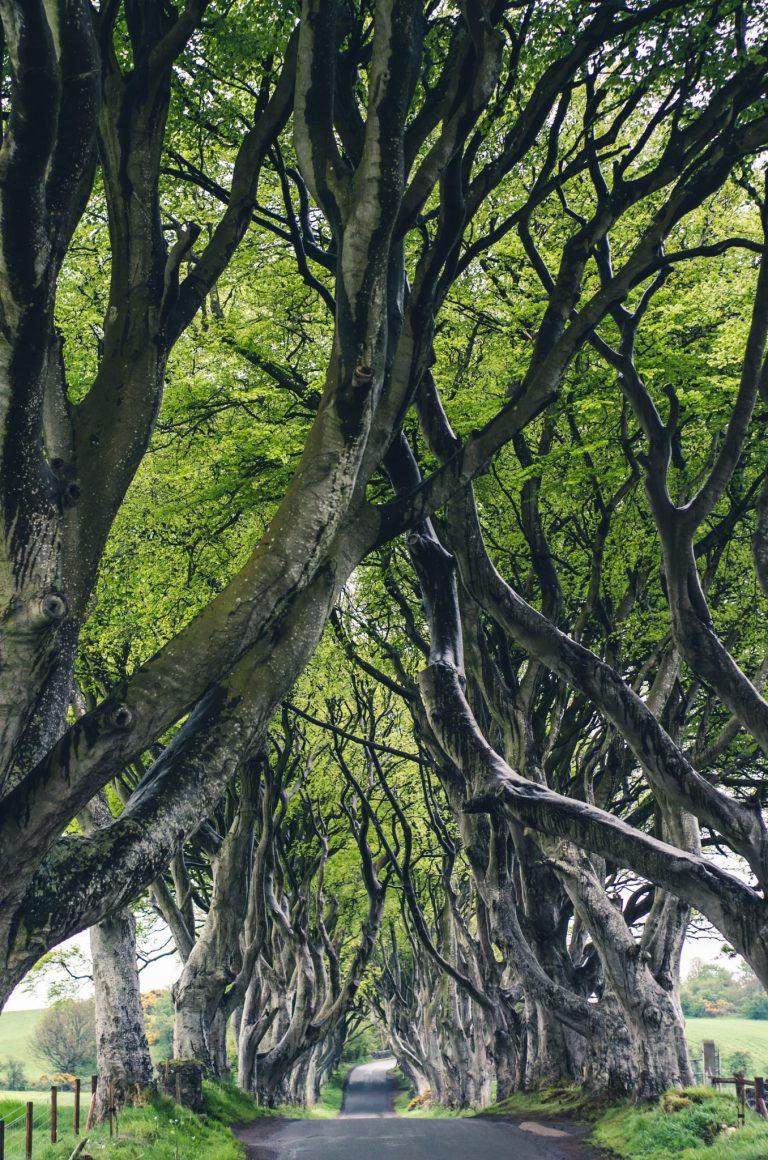 Gdańsk: zgłoś drzewo na pomnik przyrody