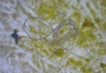 Przez urbanizację i mikroplastik wzrasta odporność na antybiotyki