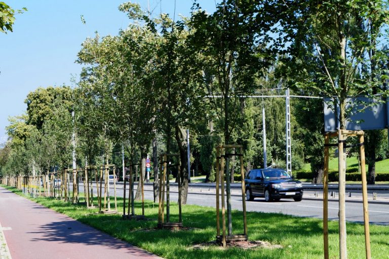 W Gdyni będzie 500 nowych drzew i 10 tys. krzewów