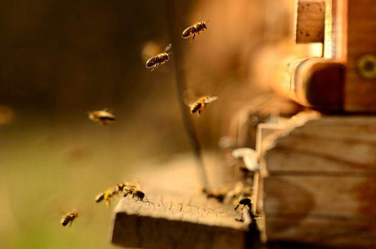 Adoptuj pszczołę. Polskie zapylacze czekają na pomoc