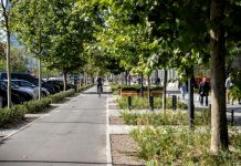 Warszawa obiecuje: Żadne miejskie drzewo nie zniknie bez wiedzy mieszkańców
