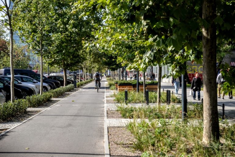 Warszawa obiecuje: Żadne miejskie drzewo nie zniknie bez wiedzy mieszkańców