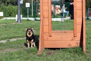 Rybnik przyjazny psom. Miasto szuka nazwy dla kolejnego wybiegu dla czworonogów