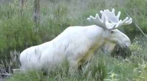 Cofnięto decyzję o odstrzale łosia albinosa