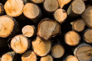 Będzie większa ochrona drzew na terenach zabytkowych. Przegłosowano nowelizację ustawy