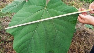 Oxytree. Drzewa tlenowe dla czystego powietrza