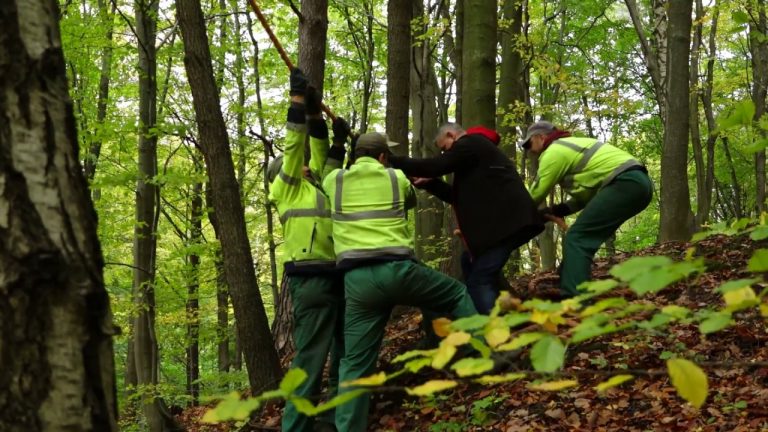 W Gdyni ratowano jarząb. Drzewo przewróciły sierpniowe nawałnice [WIDEO]