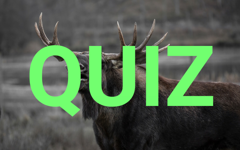 Znasz się na przyrodzie i środowisku? Sprawdź się w naszym Quizie Ekologicznym! [QUIZ]