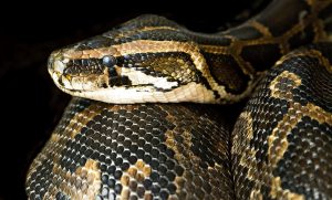 W sortowni odpadów znaleziono 2,5-metrowego węża boa