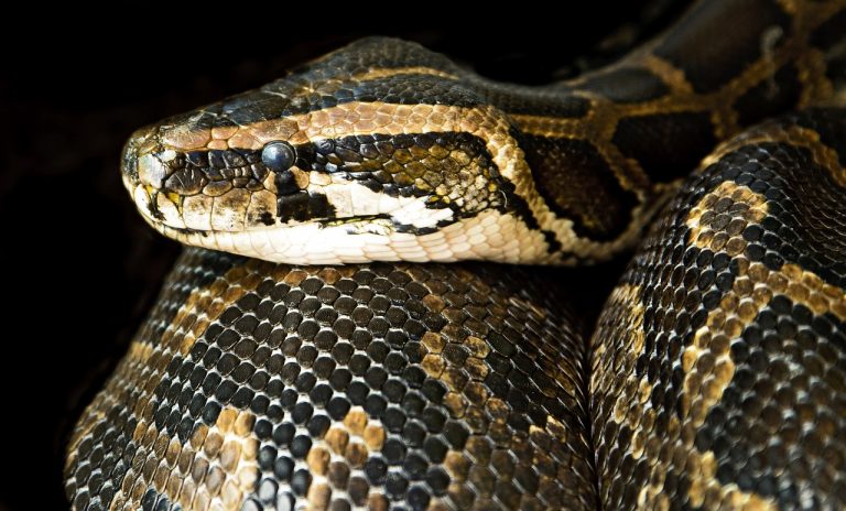 W sortowni odpadów znaleziono 2,5-metrowego węża boa