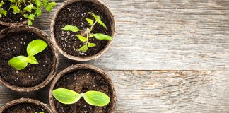 Potted seedlings growing in biodegradable peat moss pots on wooden background with copy space