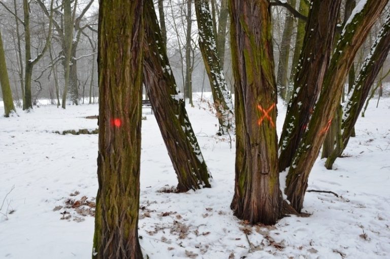 Trwa wymiana drzew w Parku Radolińskich w Jarocinie
