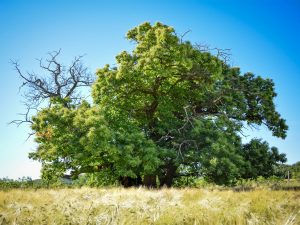 Drzewa broniły się przed szkodnikami już setki mln lat temu