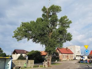Polska Topola Helena walczy o tytuł Europejskiego Drzewa Roku