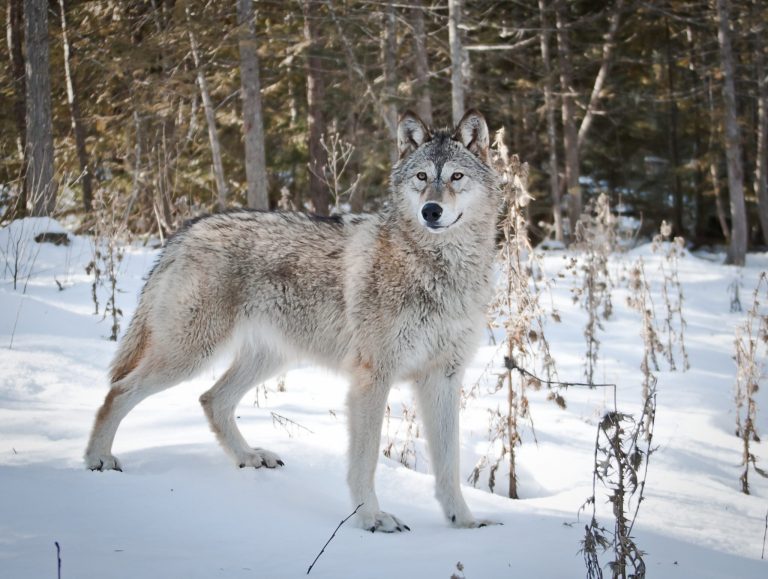Wilków w Polsce przybywa