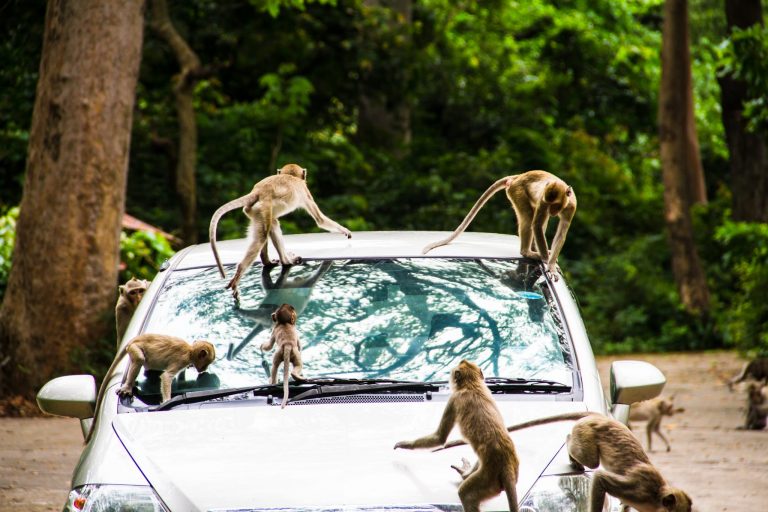 Volkswagen zamykał ludzi i małpy w komorach, testując konsekwencje wdychania spalin