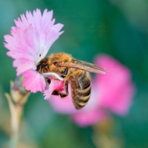 Samorządy pomogą pszczołom