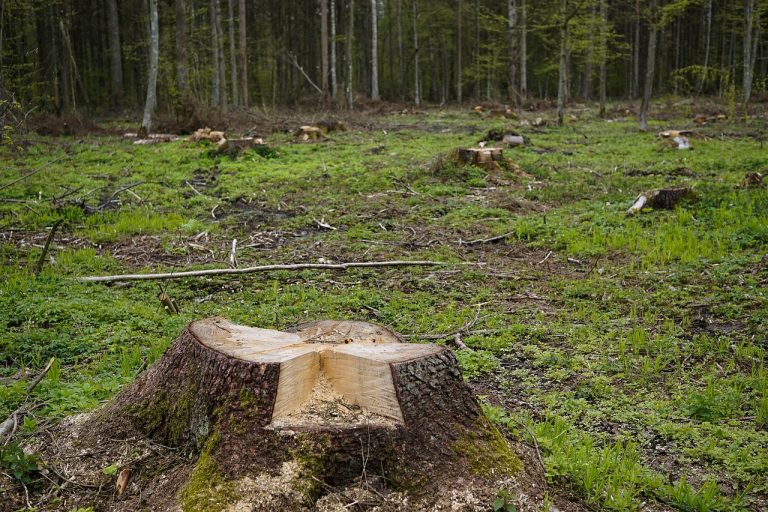 TSUE: Polska złamała unijne prawo wycinką w&nbsp;Puszczy Białowieskiej (AKTUALIZACJA)