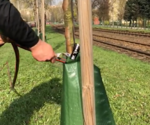 W Krakowie testują specjalne worki do podlewania drzew