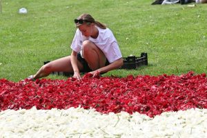 Powstańcze dywany z kwiatów powstają w Poznaniu