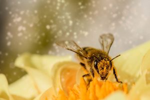 Małopolskie inicjatywy pszczelarskie z dofinansowaniem