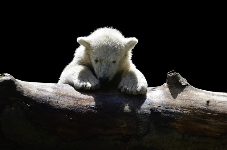 Śmieci w łapach młodych niedźwiedzi polarnych. Plastiki są już wszędzie