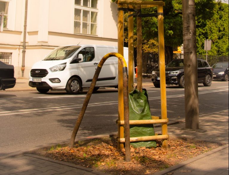 Worki nawadniające zawisły na warszawskich drzewach. To sposób na walkę z suszą