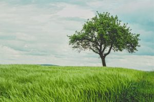 Mechanizmy ochronne w przezwyciężaniu przeciążeń w życiu drzew