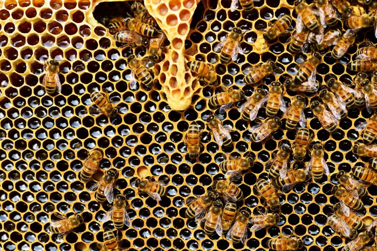 Polscy badacze bliżej rozwiązania problemu groźnej choroby pszczół