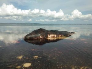 Kolejny martwy wieloryb z plastikowymi odpadami w żołądku