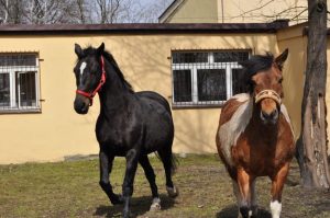 Zbieraj makulaturę, ratuj konie! Zbiórka w Bielsku-Białej