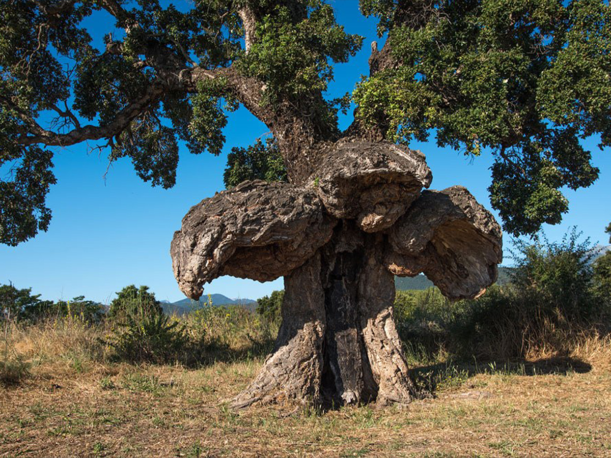 Каменный дуб Тунис