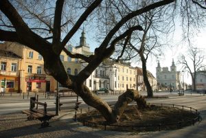 Klon z Krasnegostawu walczy o tytuł Europejskiego Drzewa Roku