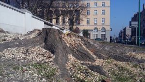 W Poznaniu wycięto drzewa przy Parku Wilsona. Mieszkańcy protestują