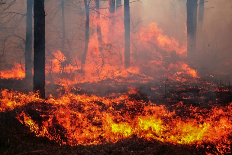 Wypalanie traw to haniebny i zagrożony karą proceder