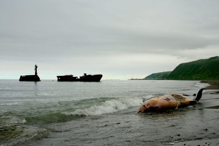 Martwy wieloryb miał 40 kg plastiku w żołądku