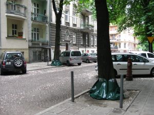 W Poznaniu na drzewach pojawiły się specjalne worki do podlewania