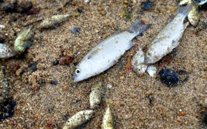 Ponad 2 tys. śniętych ryb. Trwa kontrola oczyszczalni ścieków