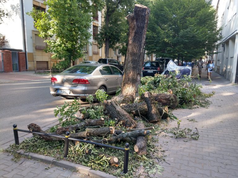 Wycinka drzew w Warszawie. Mieszkańcy chcą złożyć pozew