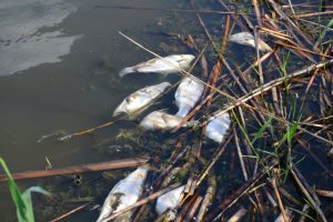 Śnięte ryby w Zambrowie. WIOŚ odkrył przyczynę