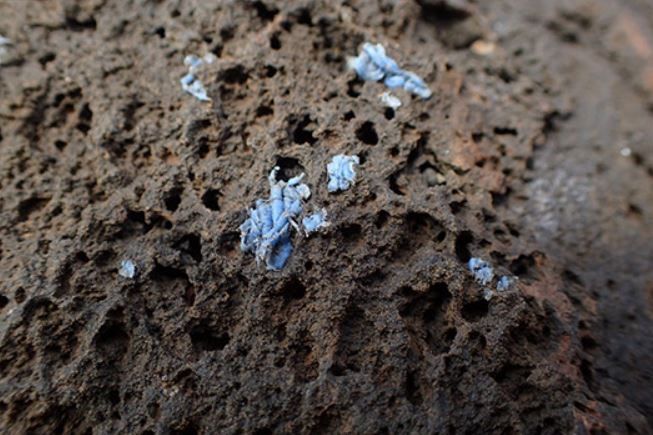 Naukowcy na morskich skałach odkryli porosty z... plastiku